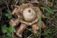 Collared earthstar (Geastrum triplex): Click to enlarge